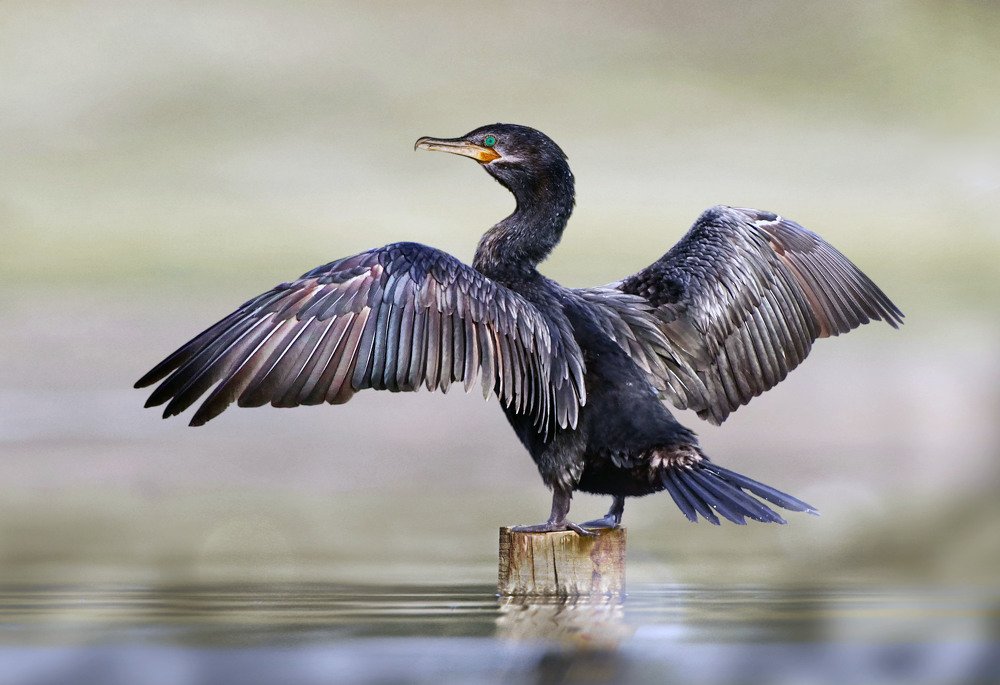 Photograph by Eduardo Modolo