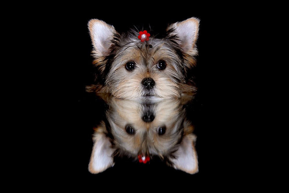 Фотография автора Ricardo Q T Rodrigues