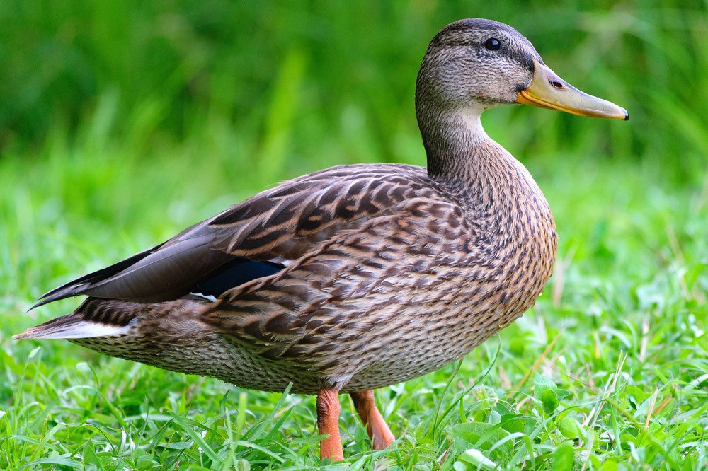 Фотография автора Наталья Татаринова