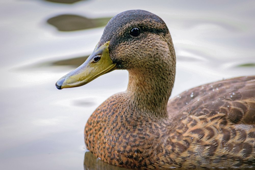 Фотография автора Наталья Татаринова
