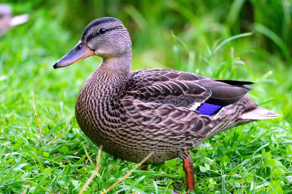 Фотография автора Наталья Татаринова