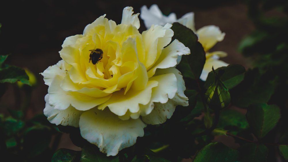 Photograph by lotfi Bennekaa