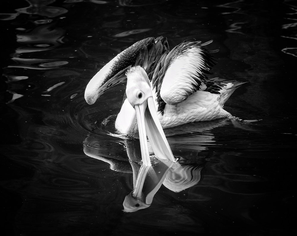 Pelican