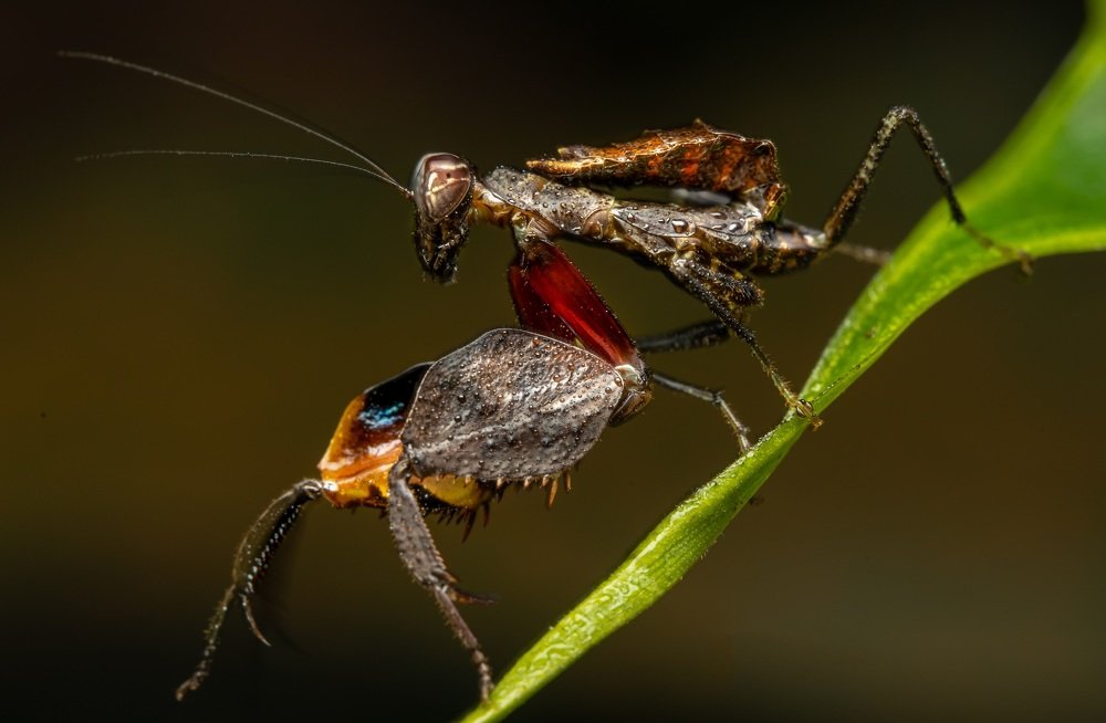 Malaysian Black Praying Mantis