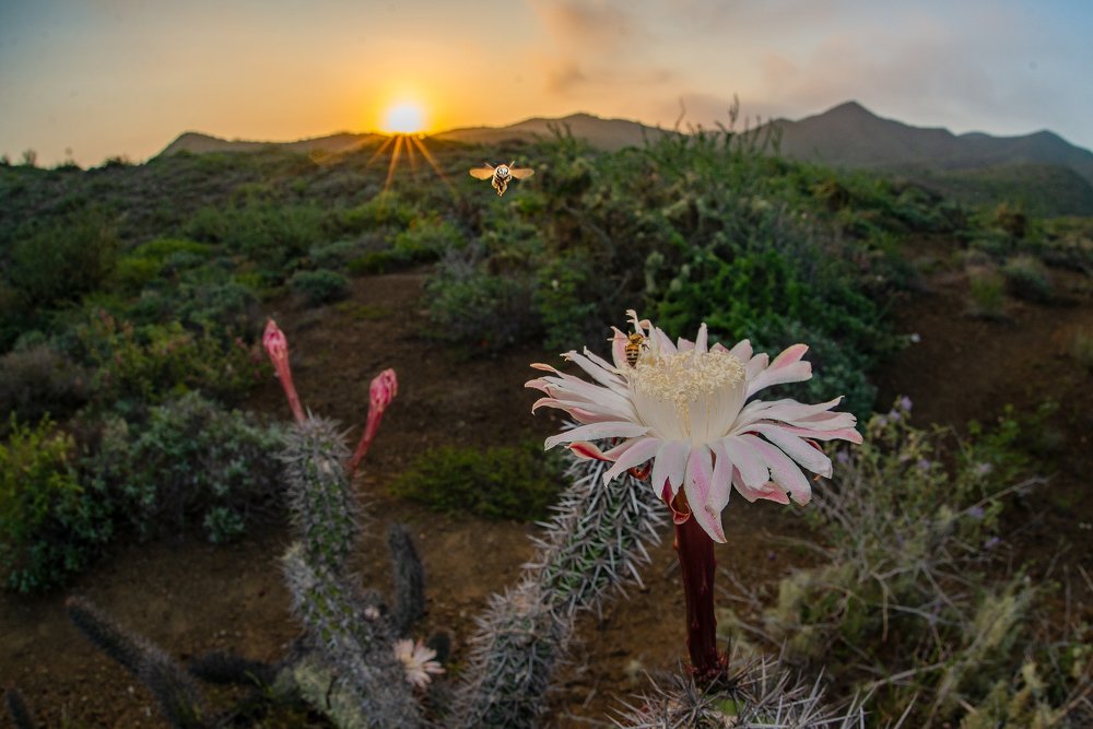 Photograph by RAMIRO DE JESUS AGUILAR