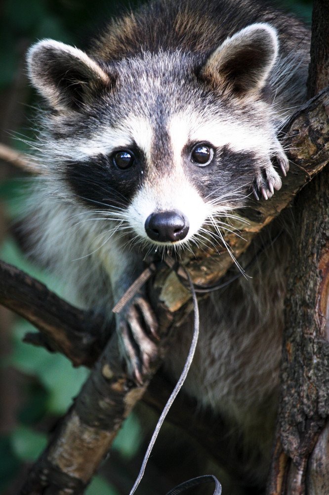 Raccoon