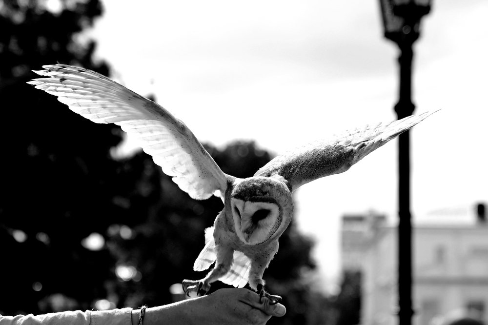 Photograph by Николай Диордиев