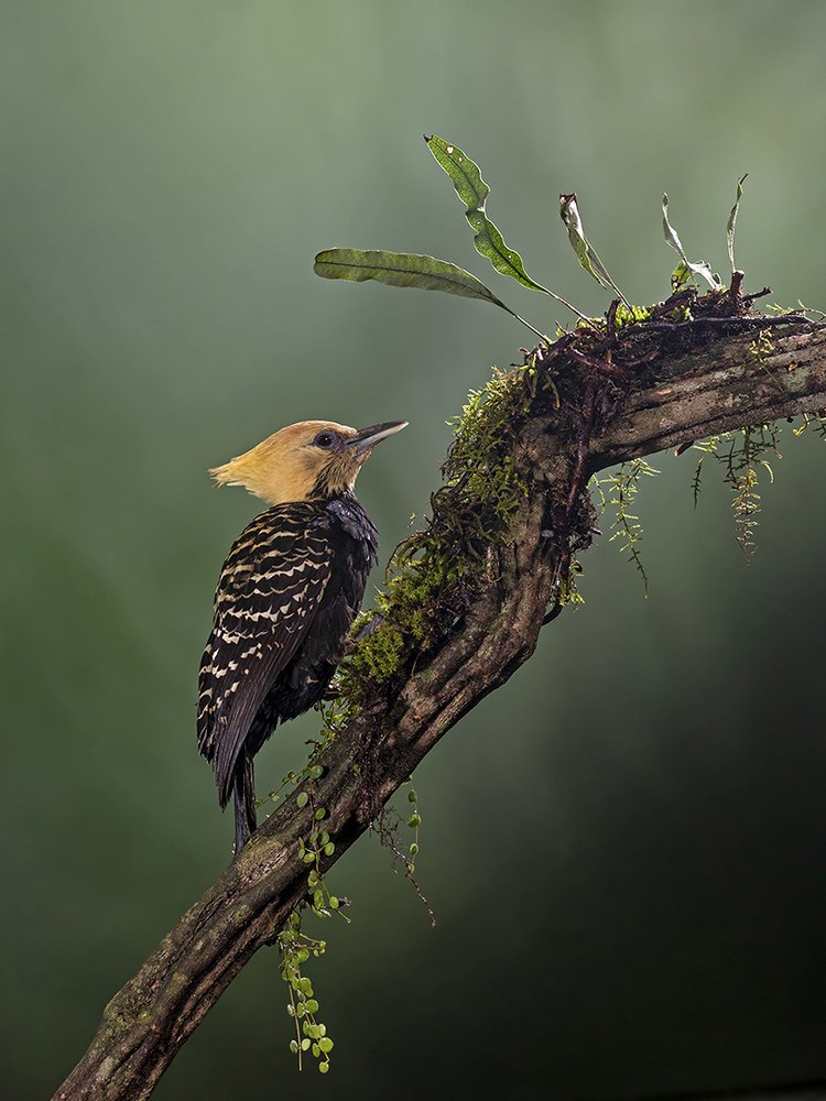 Photograph by Esteban Argerich