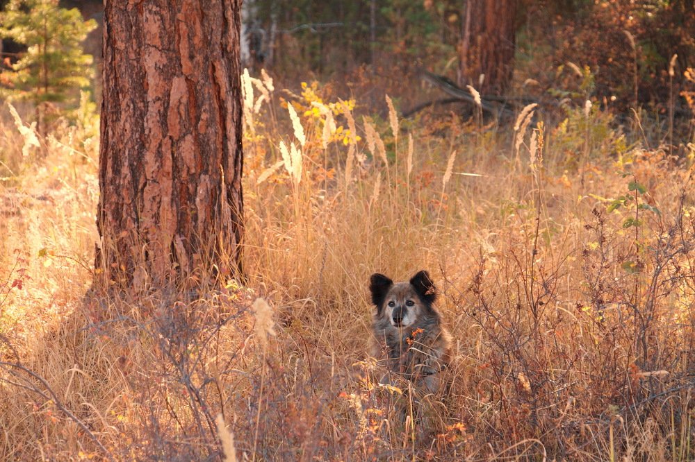 Вспоминая дни былые