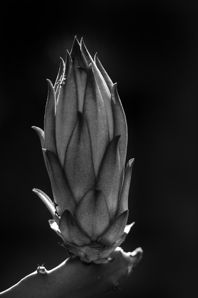 Photograph by Stefan Hartono