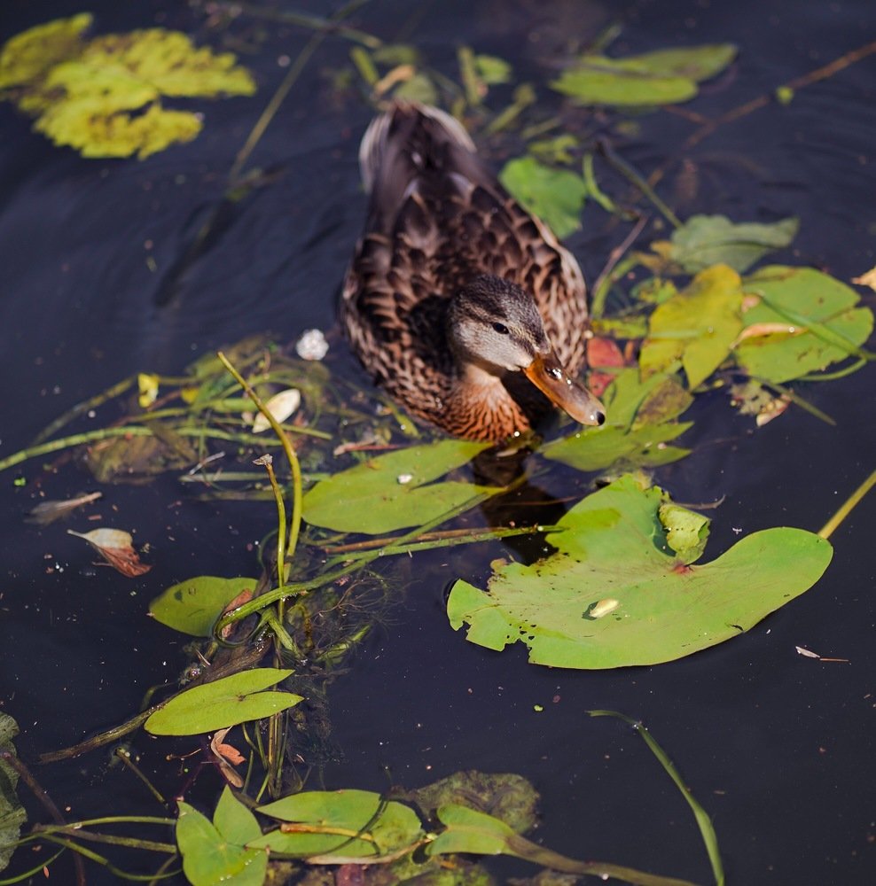 Photograph by Айшат Магомедова