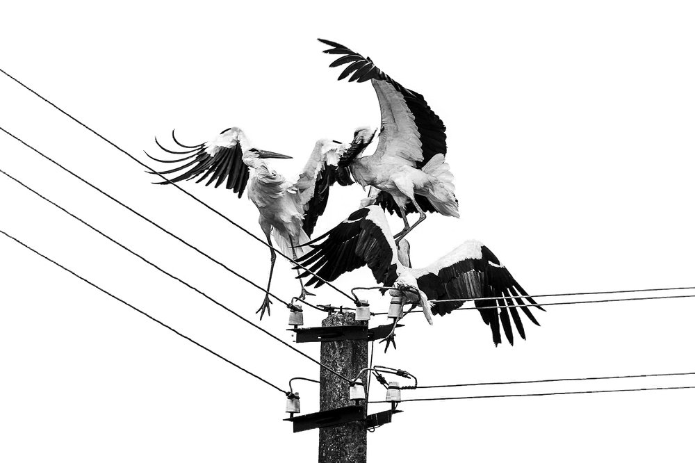 Фотография автора Viaceslavas Bazykas