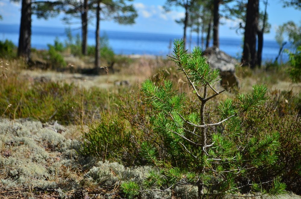 Photograph by Анна Гекк