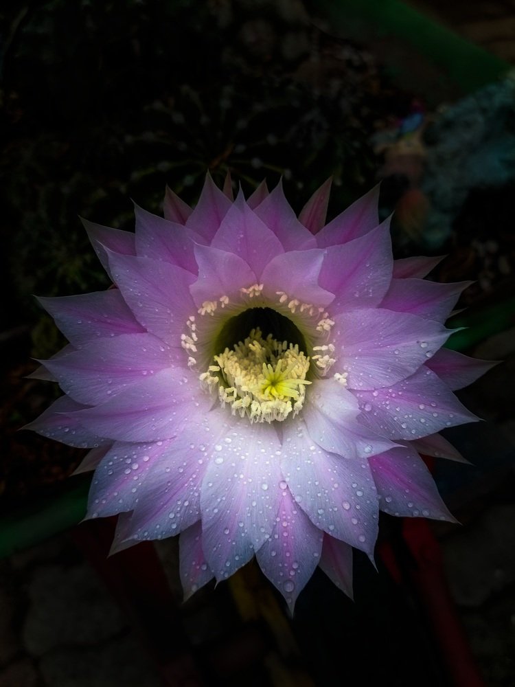 Photograph by Wynand Carelse