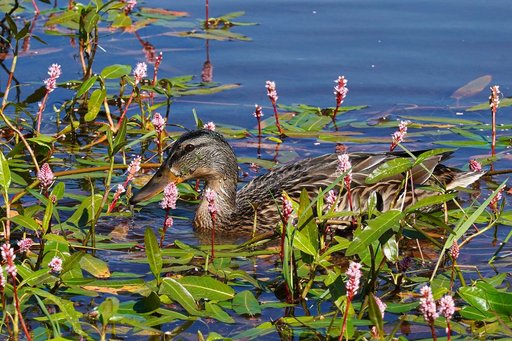 Photograph by Igor Serdyukov