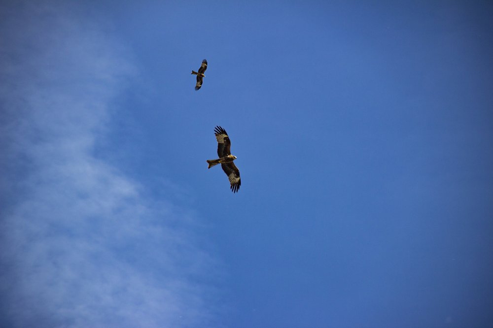 Парящий в небесах