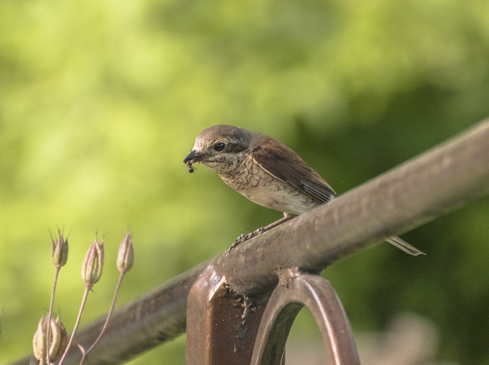 Утренняя охота