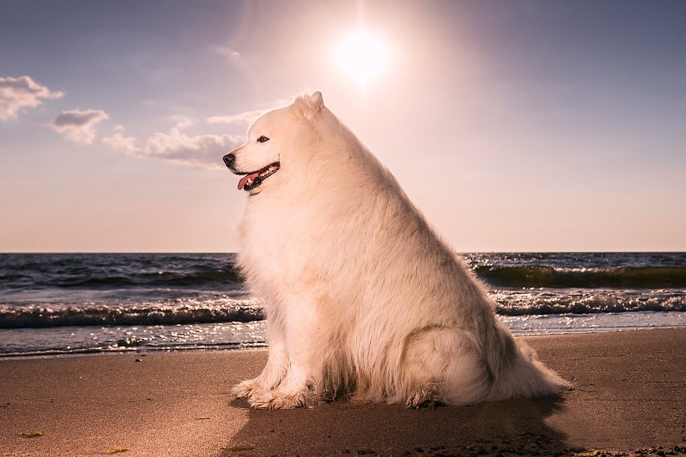 Фотография автора Viaceslavas Bazykas