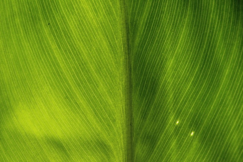 Photograph by Sourav Mahant