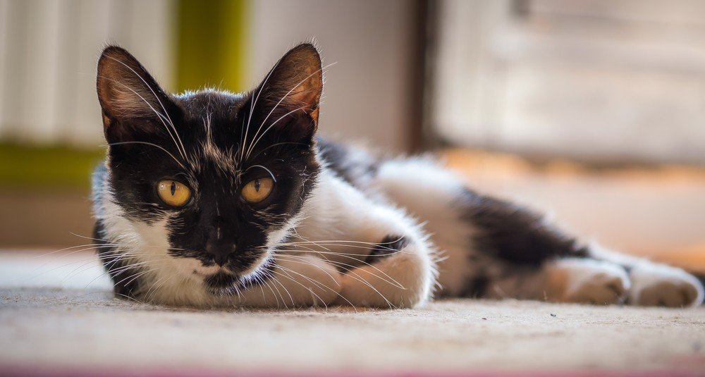 Photograph by Dan Gabriel