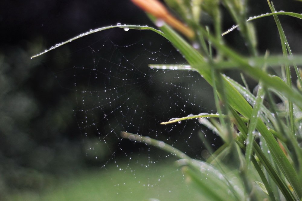 Photograph by Анастасия Рысь