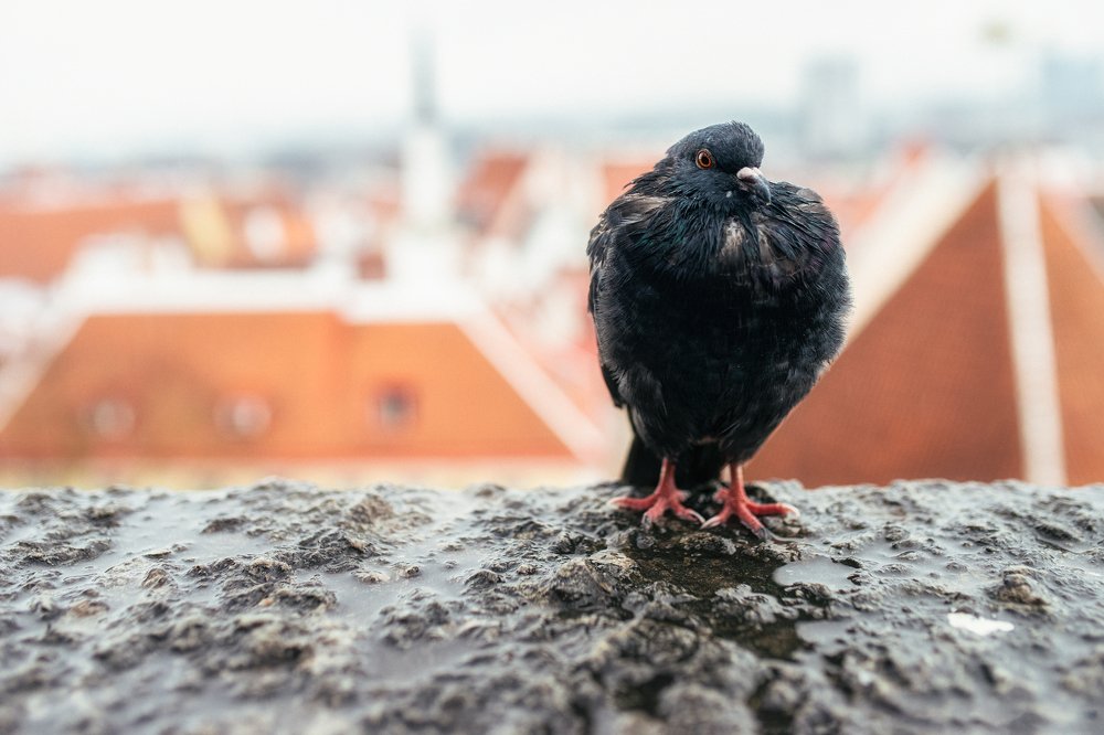 Photograph by Игорь Мозель