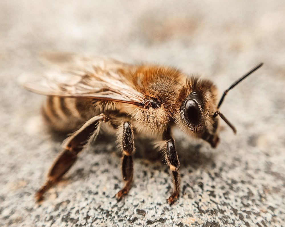 Пчелиная модель