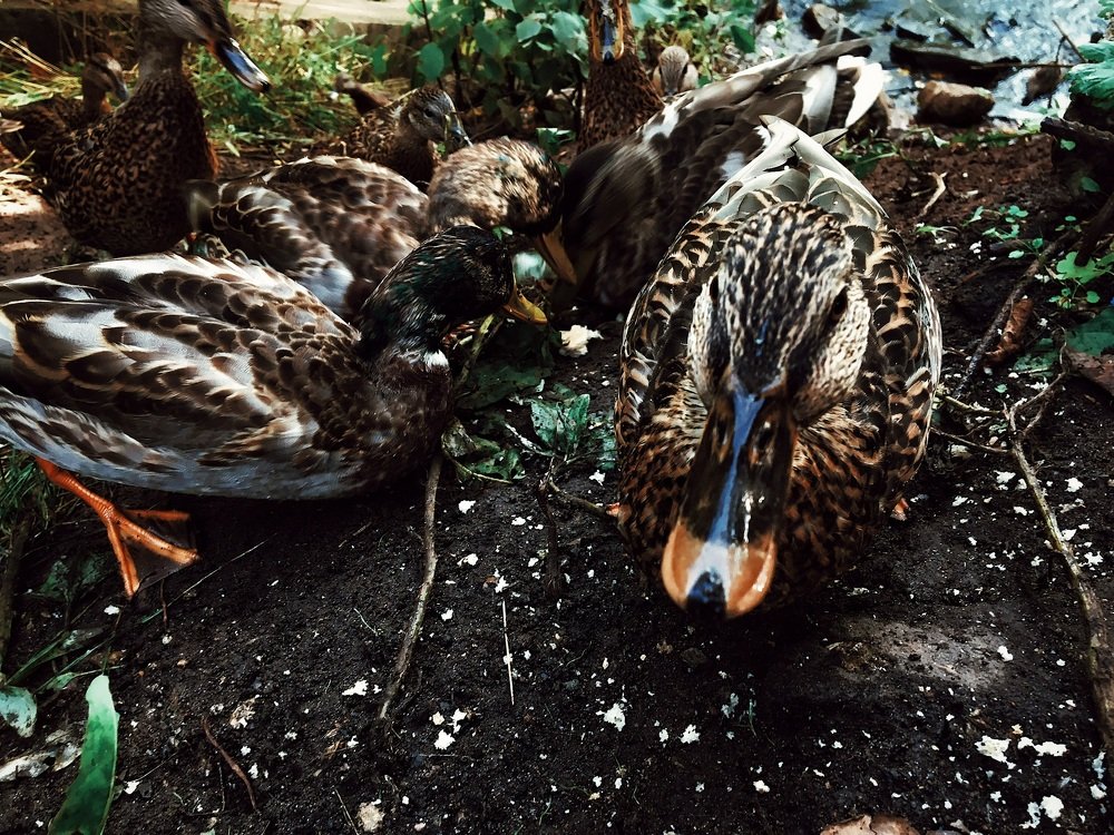 Photograph by Гребёнкина Ирина