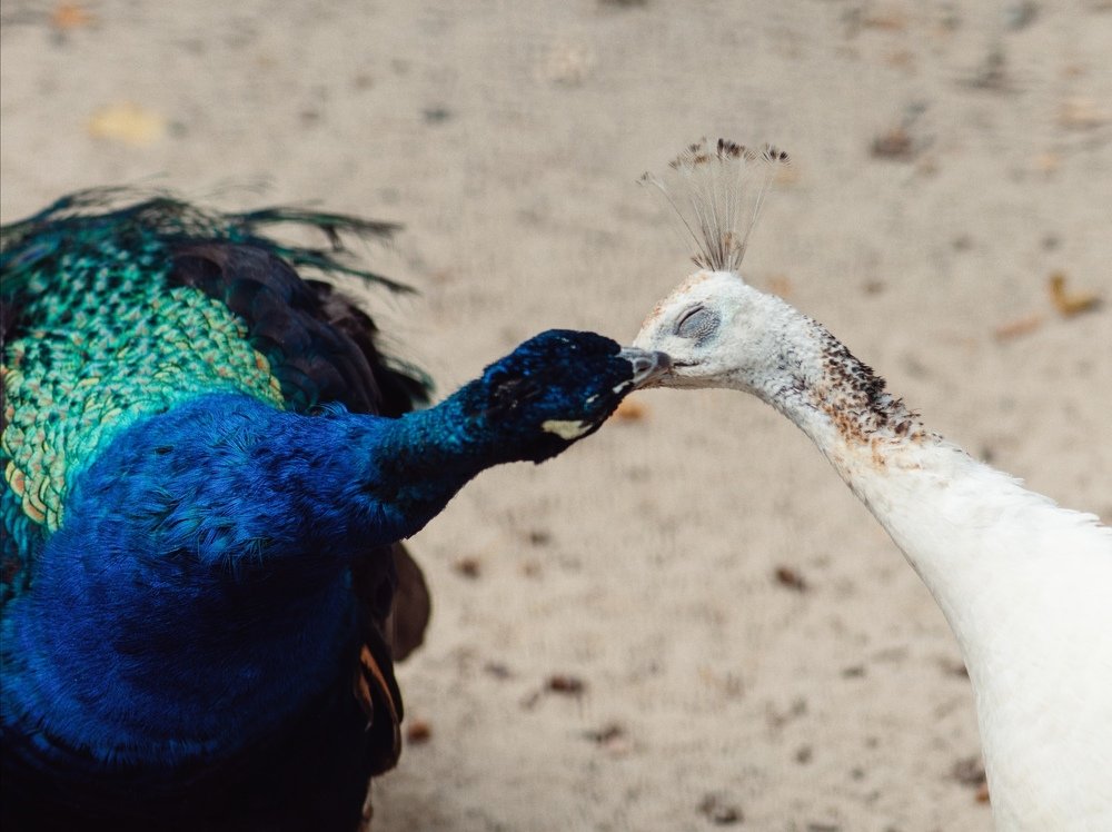 Photograph by Nataliya Sharifova