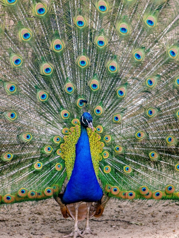 Photograph by Nataliya Sharifova