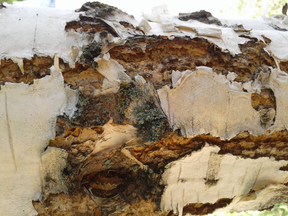 Photo #5027010
