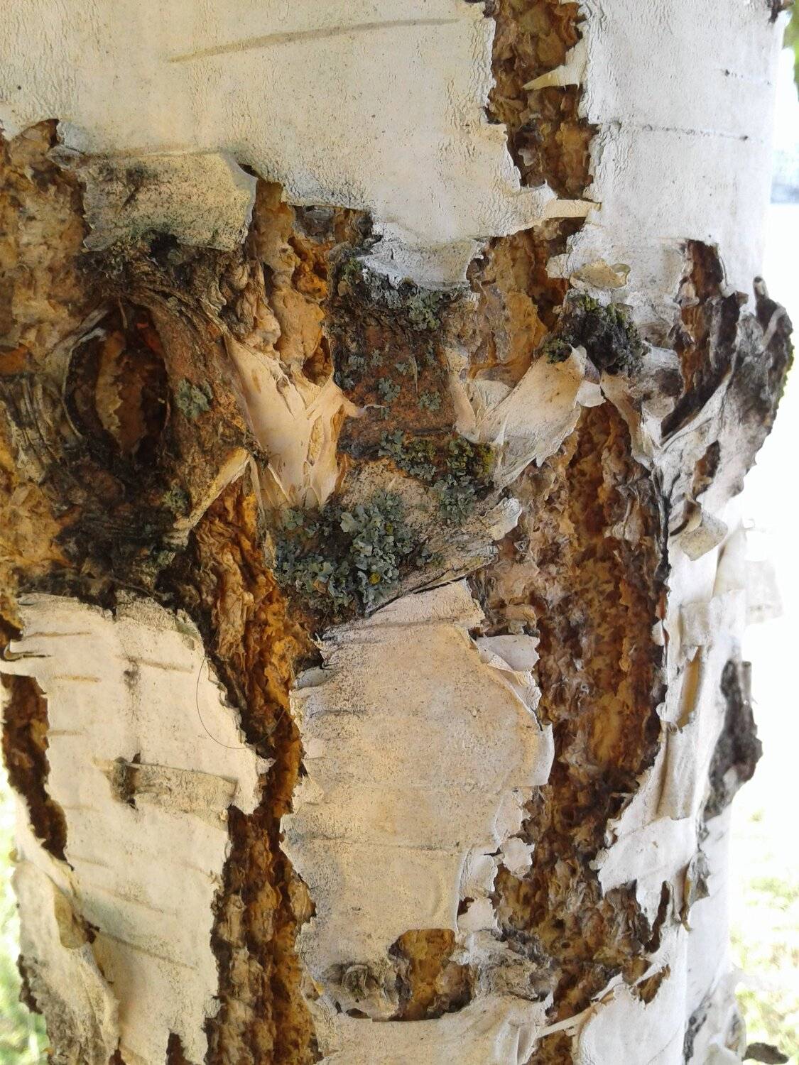 Photo #5027010
