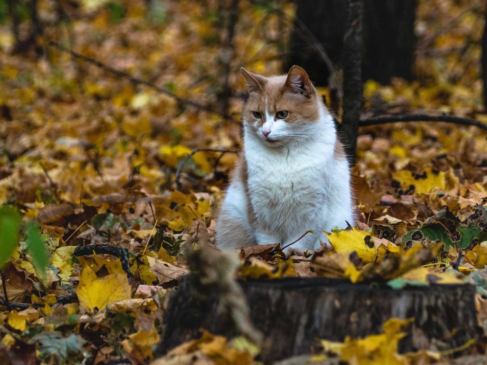 Photograph by mikhail goryachev