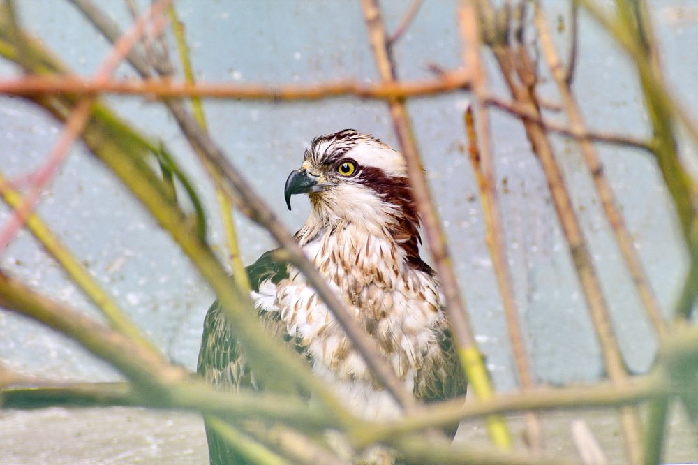 Photograph by Sergey Chebanenko