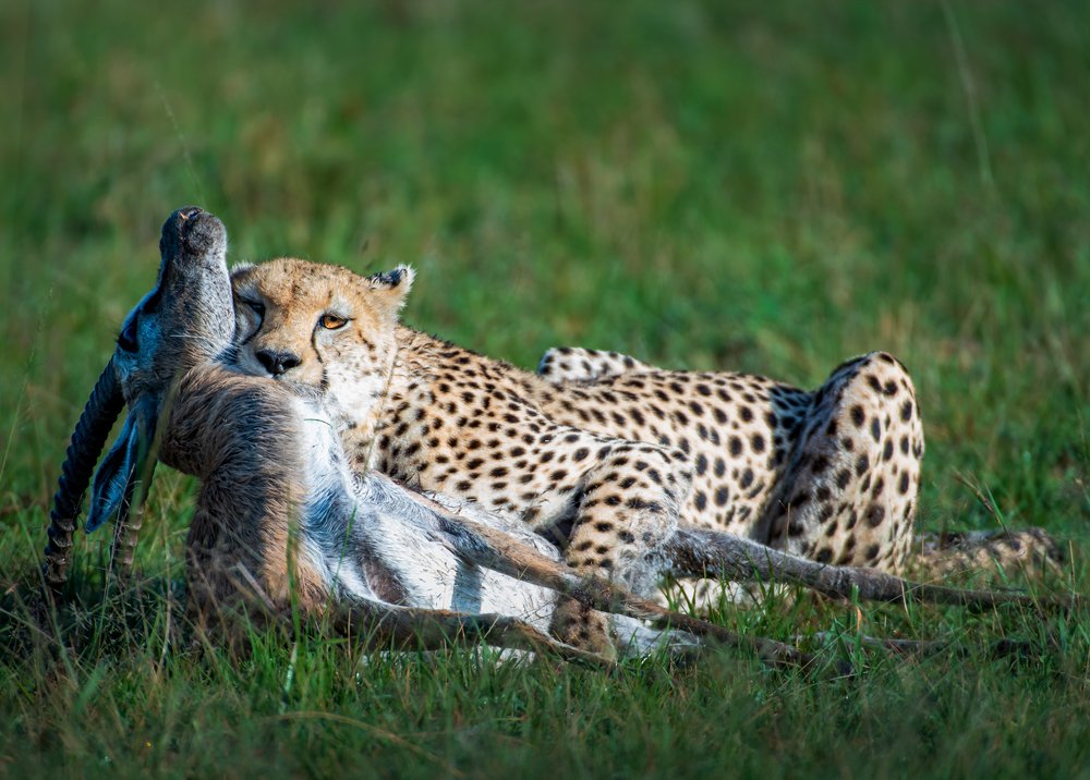 Фотография автора Ravikumar Kannaiyan