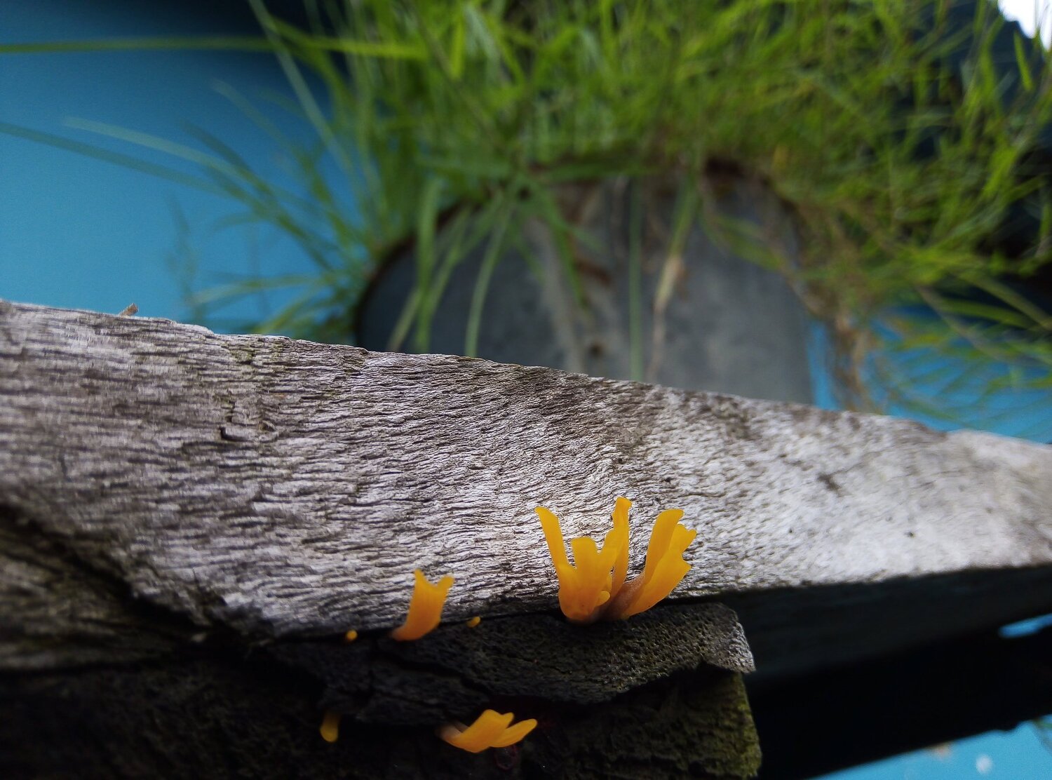 Small but beautiful creature