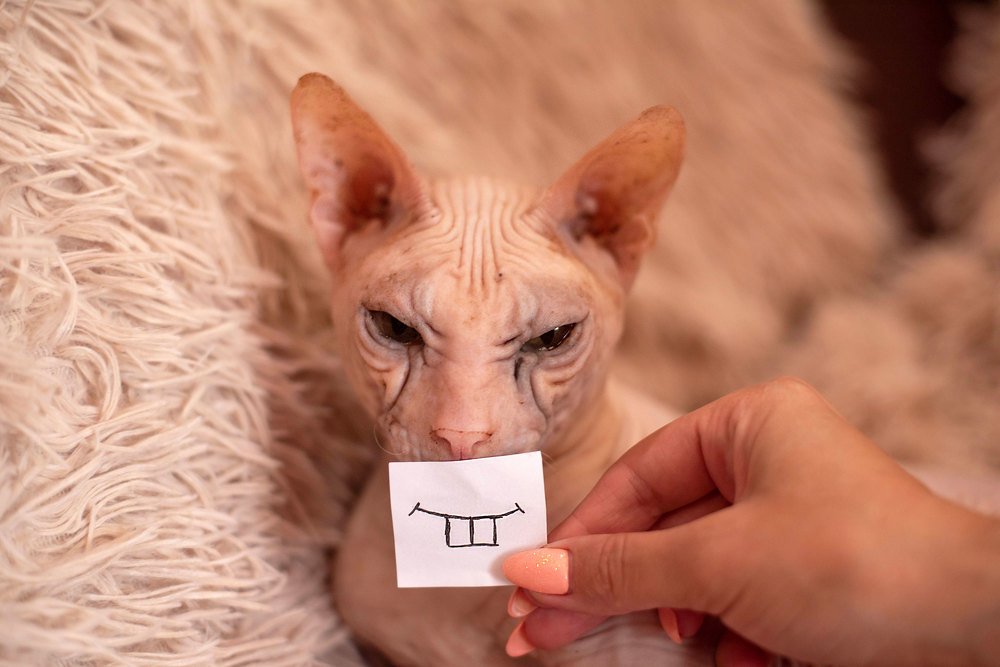 Самый ПоЗиТиВнЫй кот в мире