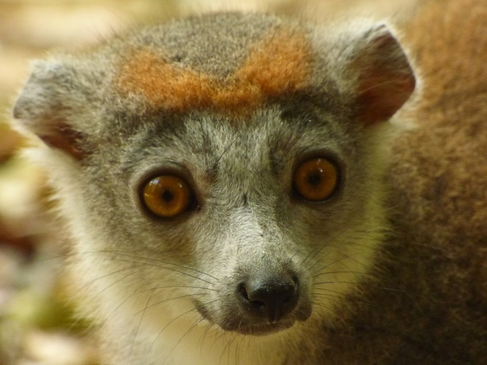 The queen of the dry forest kingdom of northern Madagascar