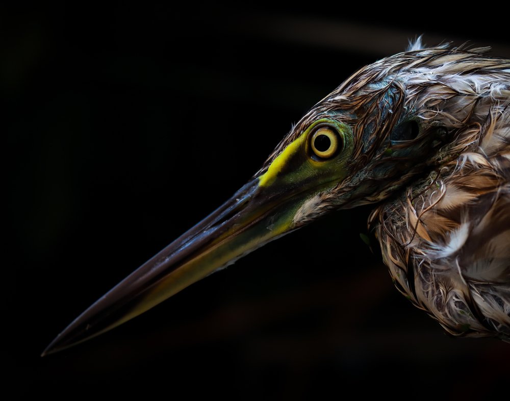 Wildlife