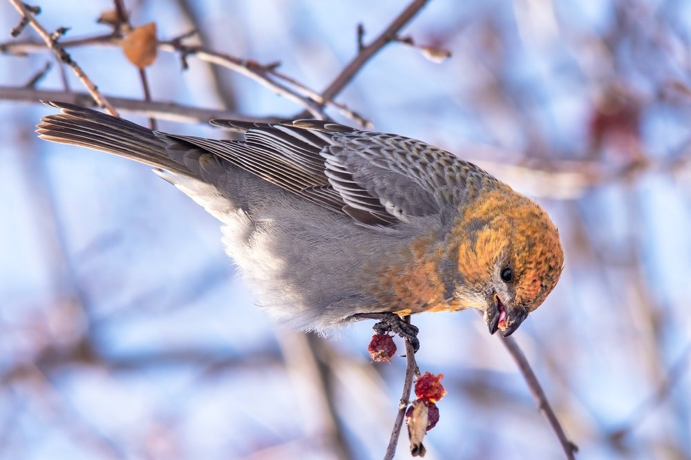 Photograph by Алексей Парфенов