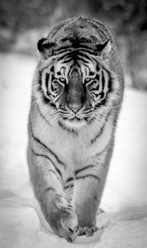 Фотография автора Maurice Leung