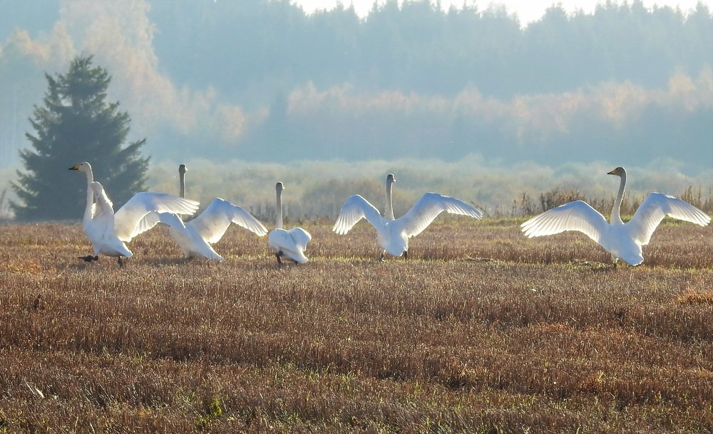 Photograph by INESA POROHOVA