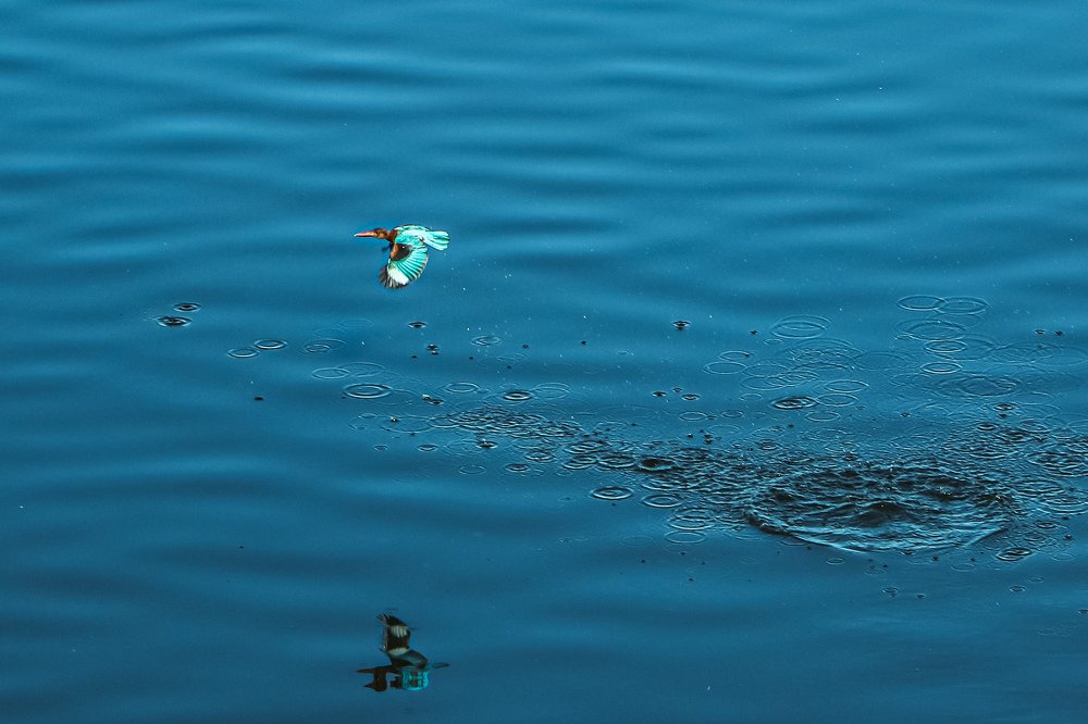 Photograph by Niyazulanver Mohamed Faiz