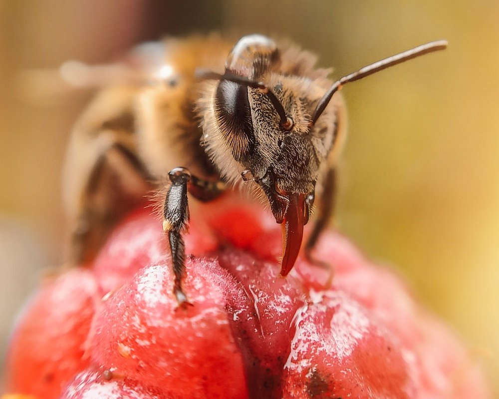 Пчела на малине