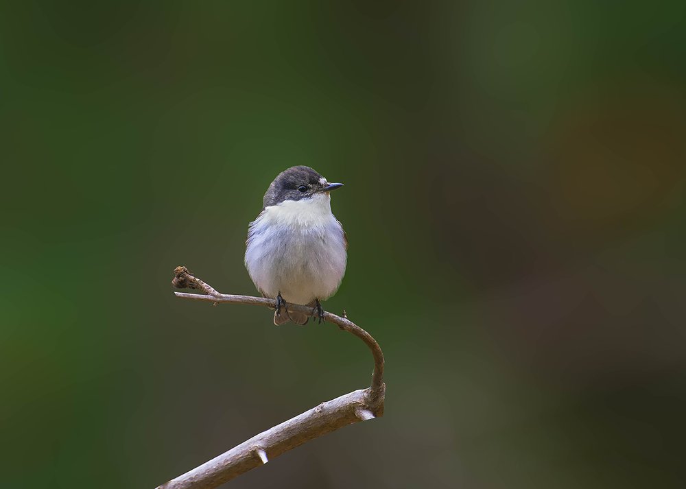 Photograph by Tounekti Abdallah