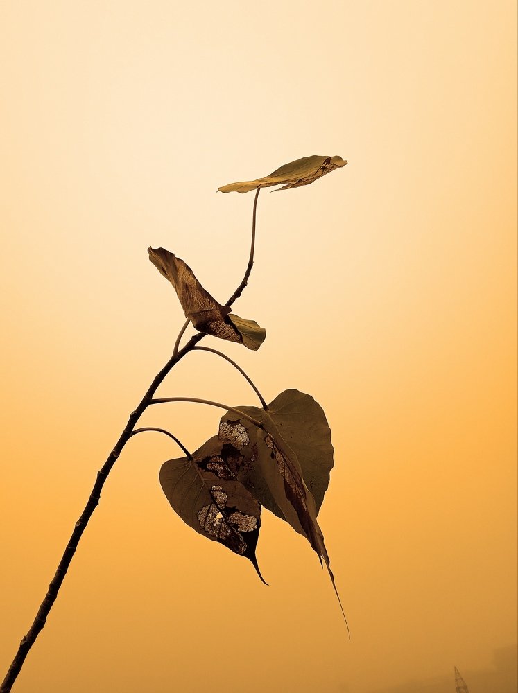 Photograph by Kapil Singh