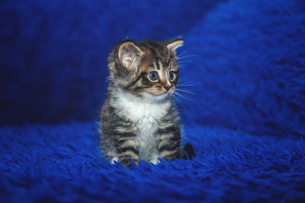 Фотография автора Александр Горовцов