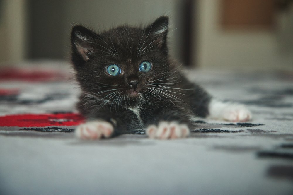 Фотография автора Александр Горовцов