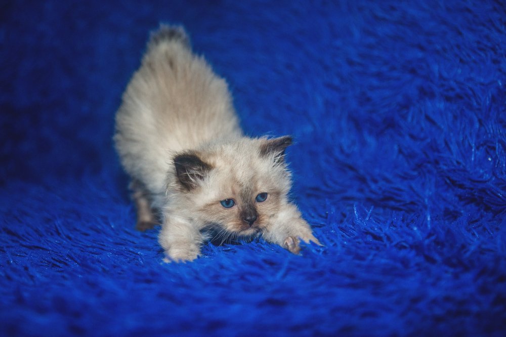 Фотография автора Александр Горовцов