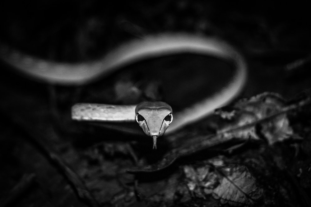 Vine Snake on The Forest Floor